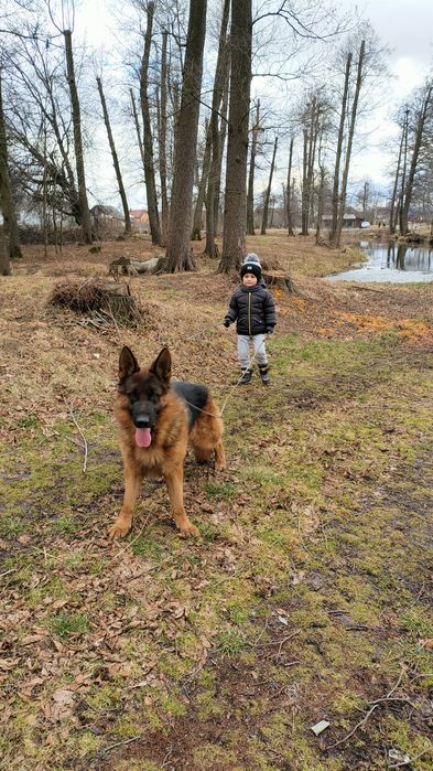 Кобель для розведення