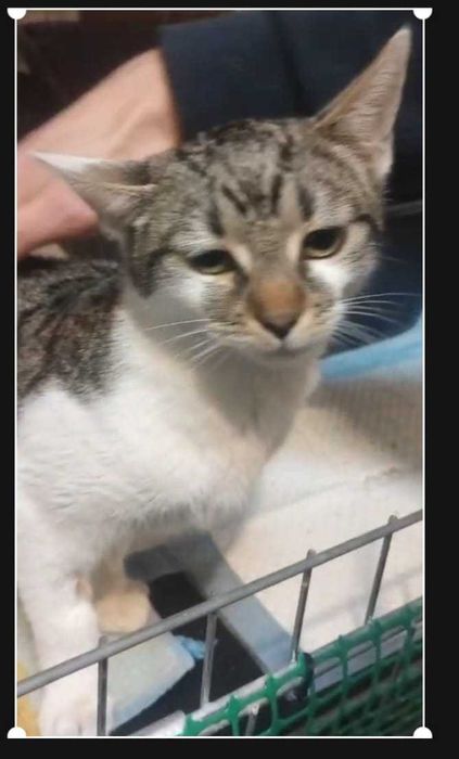 Karmelka – maleńka dusza błaga o dom i ludzkie ramiona