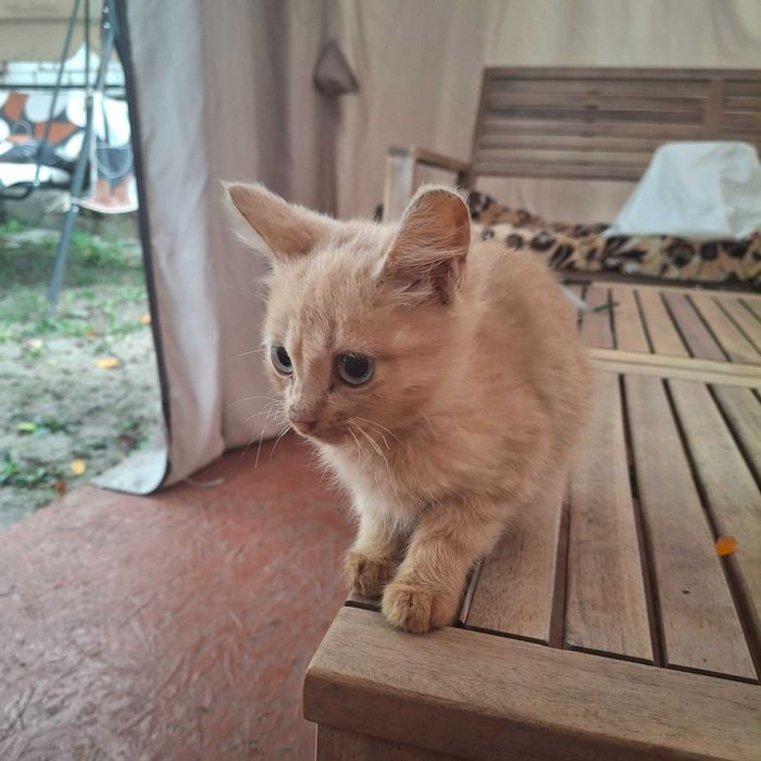 Кошенята у добрі руки