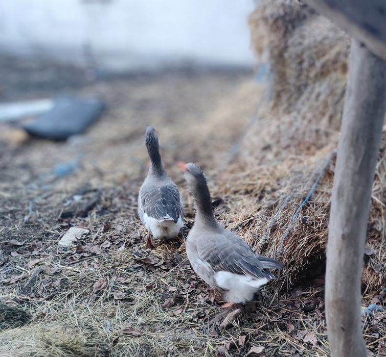 Продам дві сім'ї молодих гусей