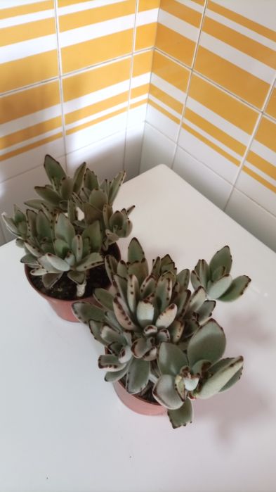 Plantas "orelha de gato" kalanchoe tomentosa