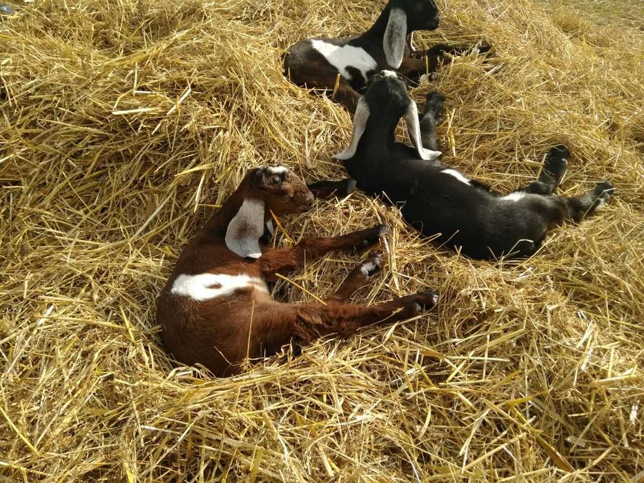 Козлики, козочки, Кози, Нуб/Заан, Нубійці, (високопородні)