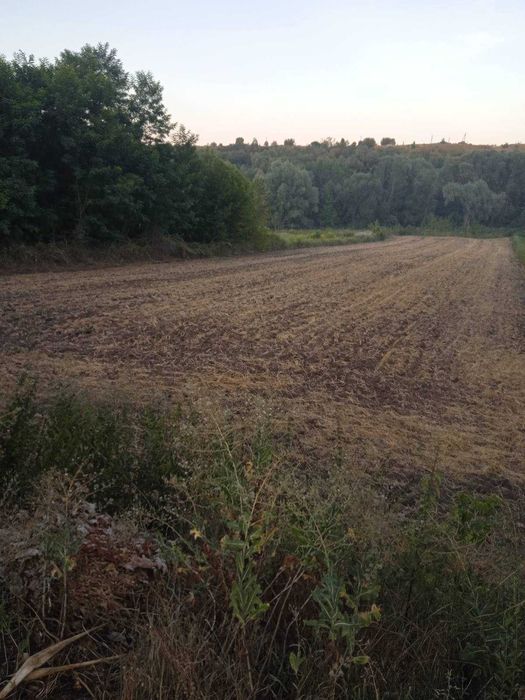 Продам земельну ділянку Кагарлицький район, с.Халча. 80 км від Києва