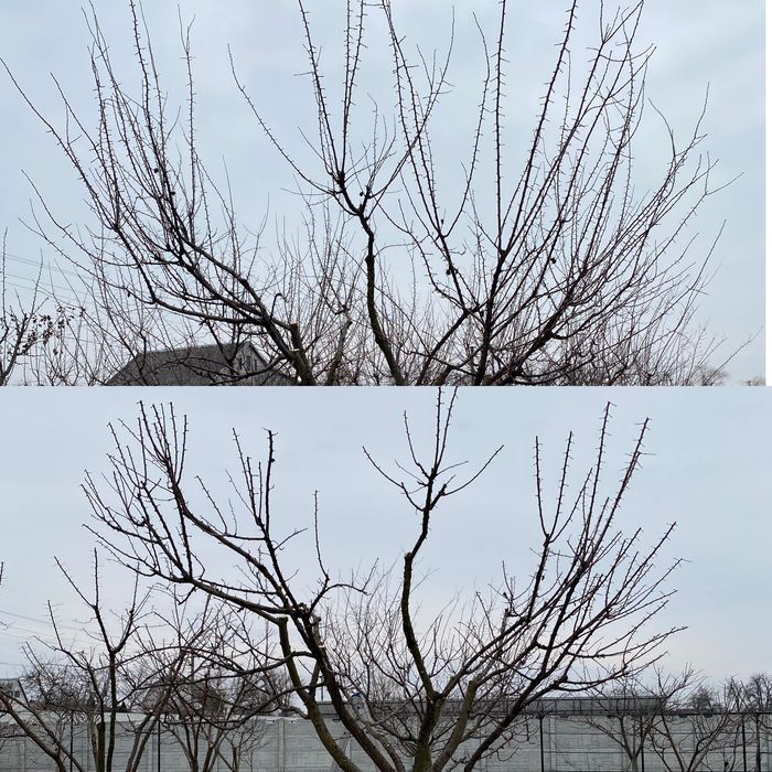 Обрезка фруктовых деревьев.Формировка.Спил деревьев,Распил на дрова ...