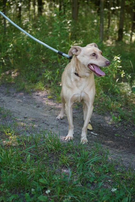 Nancy 2 suczka do adopcji  mała