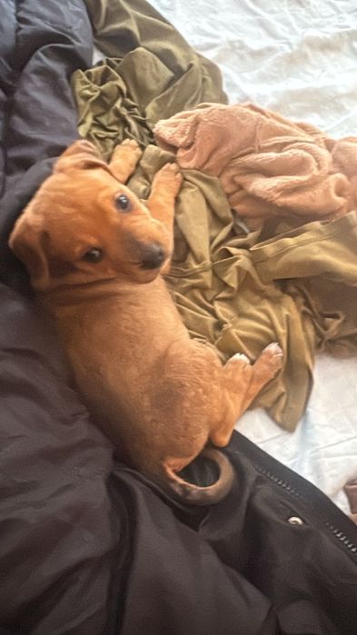 Цуценята цуцики щеночки