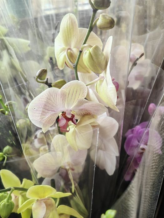 Sprzedam storczyki ,orchidee