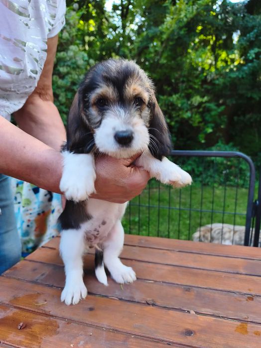 Petit Basset griffon Vendeen FCI