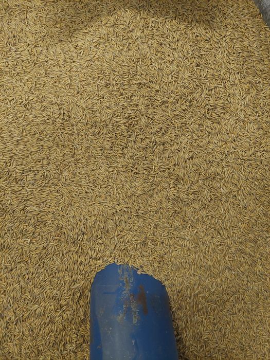 Sprzedam zboże, owies jary oczyszczony Petkusem