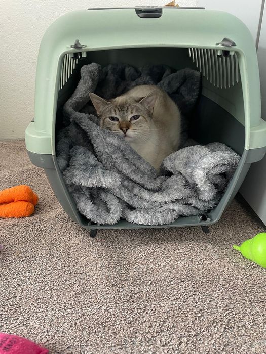 Gatinha jovem esterilizada para adoção