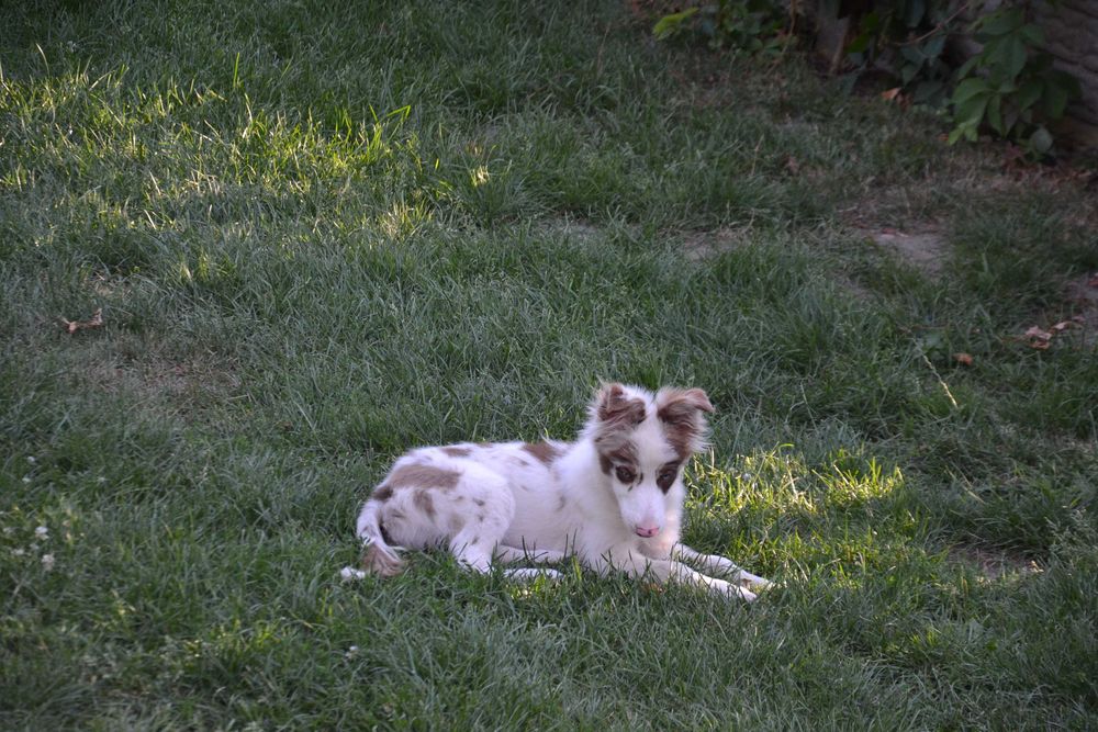 Border Collie suczka