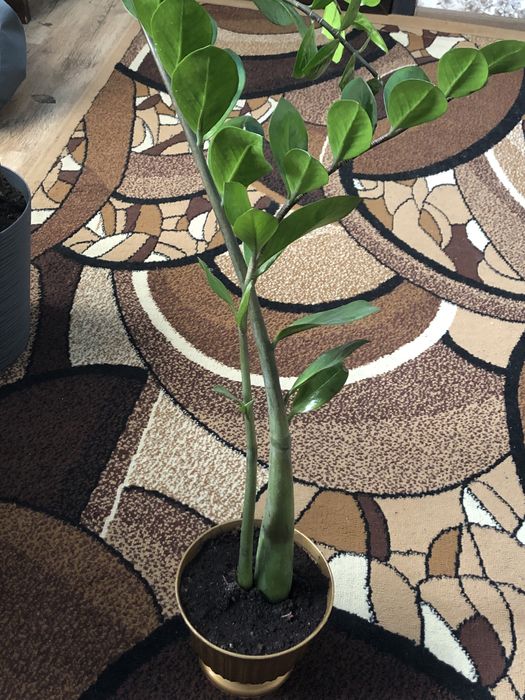 Заміокулькас.Доларове дерево