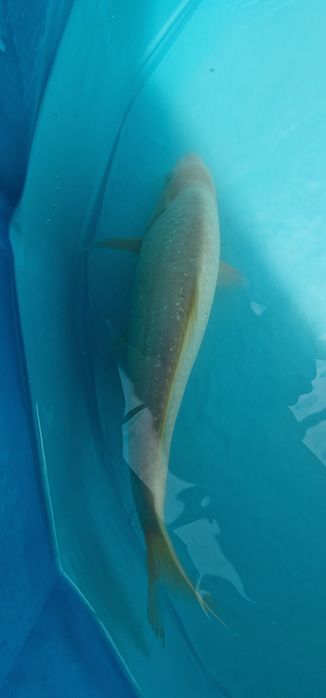 Carpa koi com 32cm