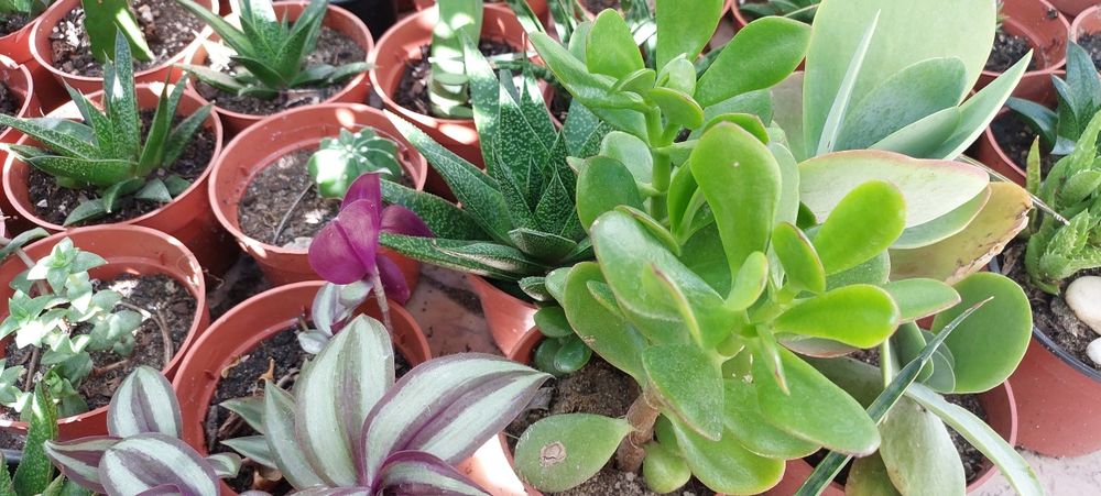 Plantas, catos e suculentas