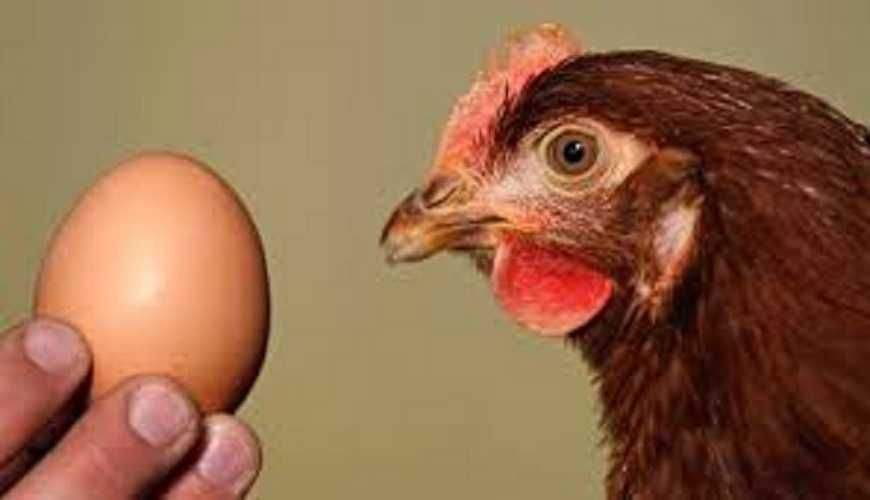 Фокси Чик яйцо для инкубатора