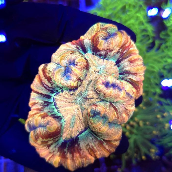 Trachyphyllia Rainbow (Premium) WYSIWYG #4 LPS koralowce Kingdom of Corals