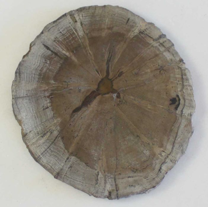 Conjunto de 5 Porta-copos de madeira petrificada, Natural, feito à mão