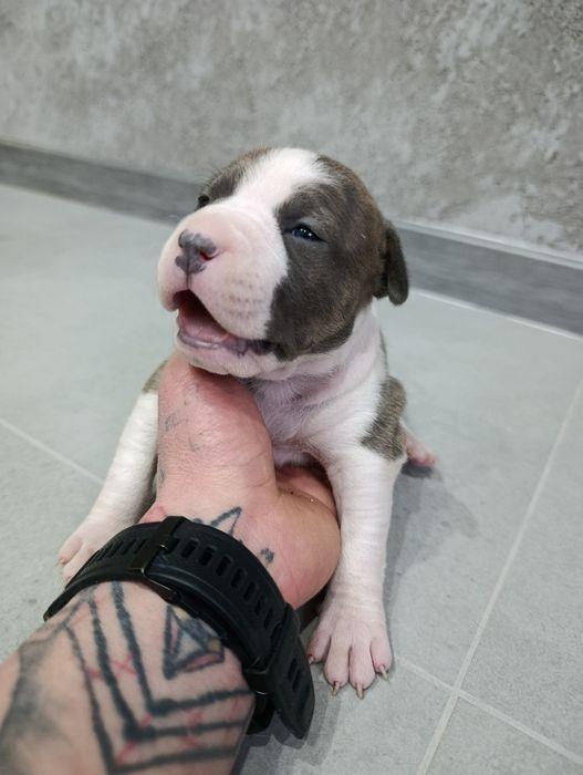 American staffordshire terrier Amstaff