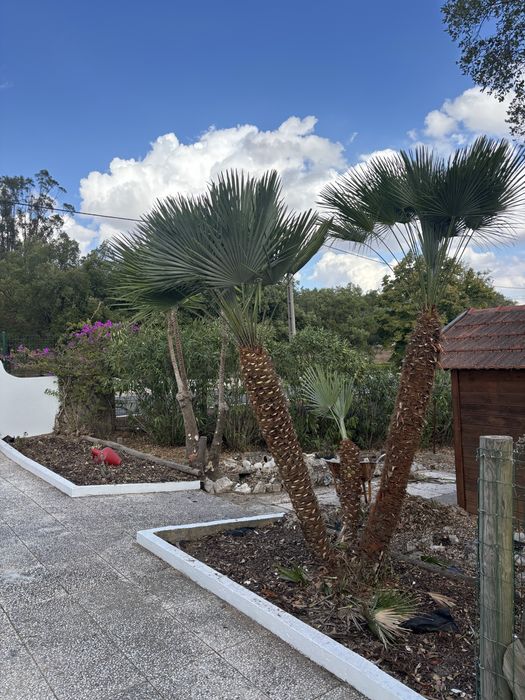 Limpeza de terrenos e construcao de jardins