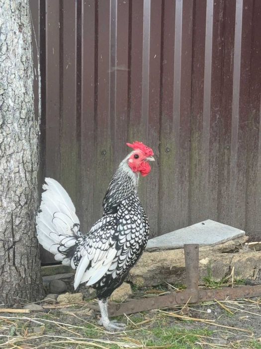 Себрайт, міфлерка та лівенські ситцеві
