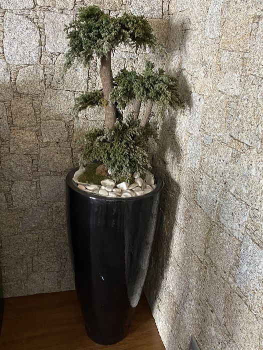 Vaso com bonsai