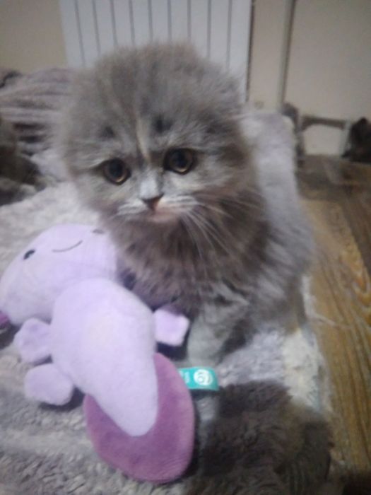 Шотландський абкрасуня