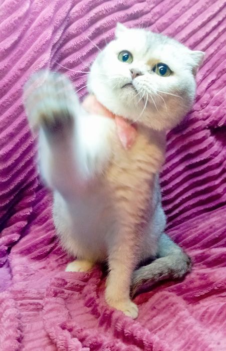 Шотландская серебристая шиншилла кошечка