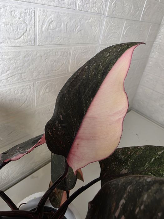 Philodendron Pink Princess Galaxy (Marble)