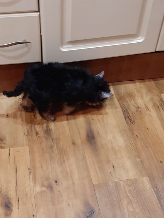 Продаются щеночки йорики.