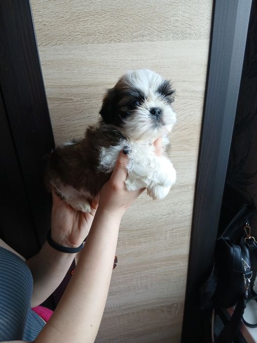 Хлопчики  ши-тцу