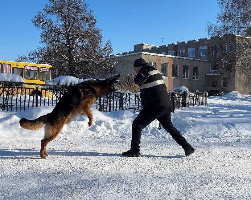 Німецька вівчарка