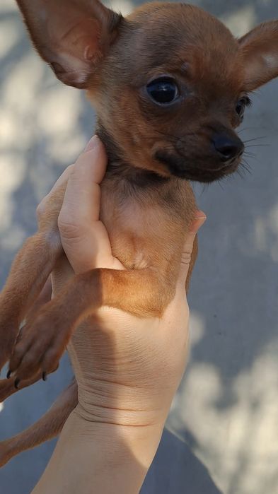 Охрана для кармана!