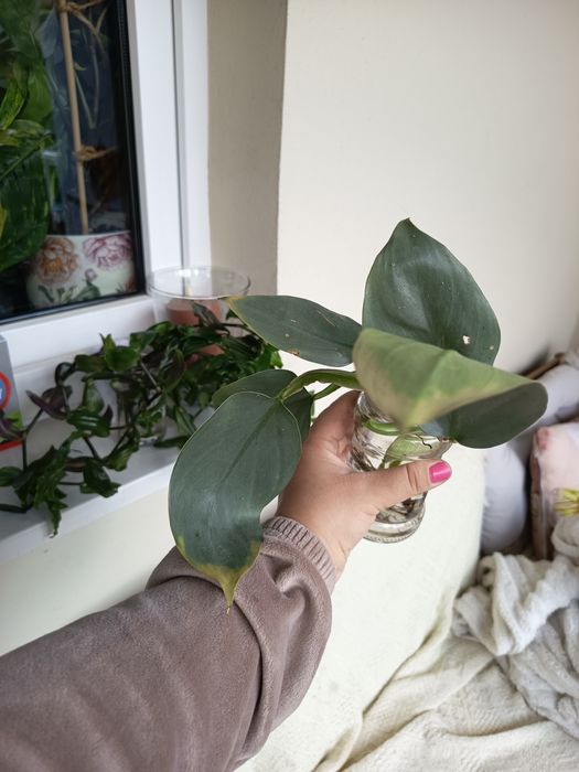 Philodendron silver sword
