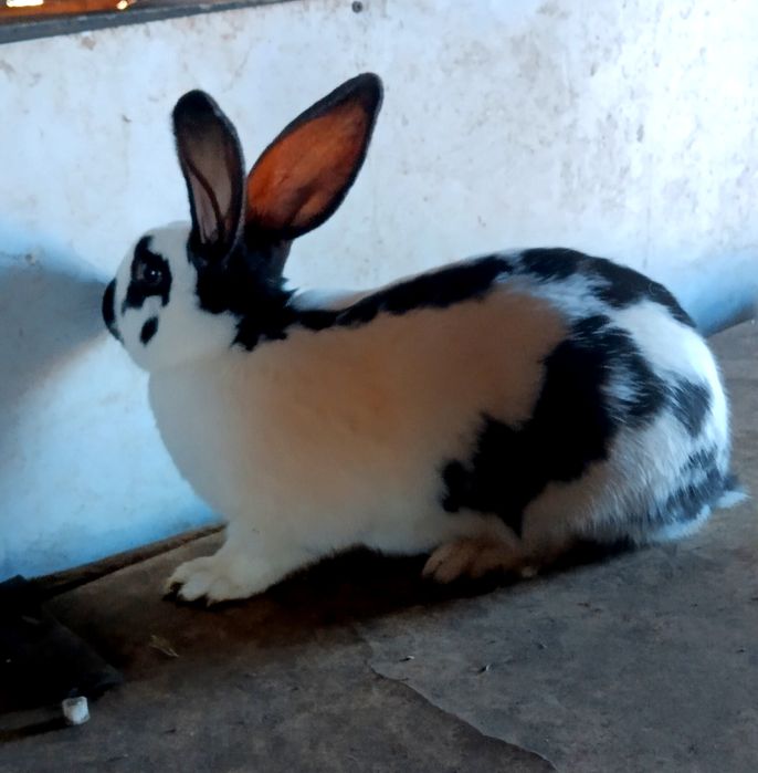 Кролики різного віку