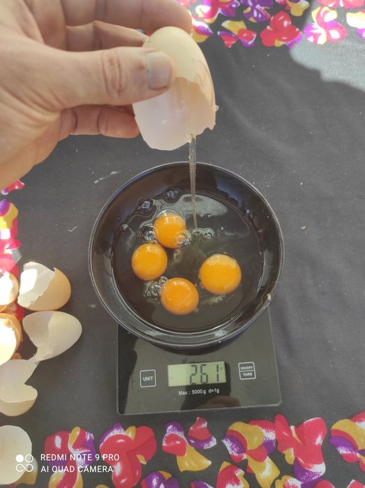 Ovos de galinhas criadas no campo
