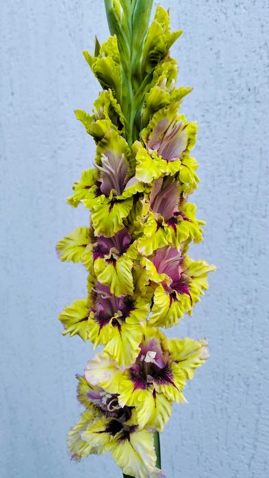 Сортові гладіолуси