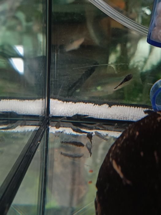 Ancistrus pretos 1,5cm