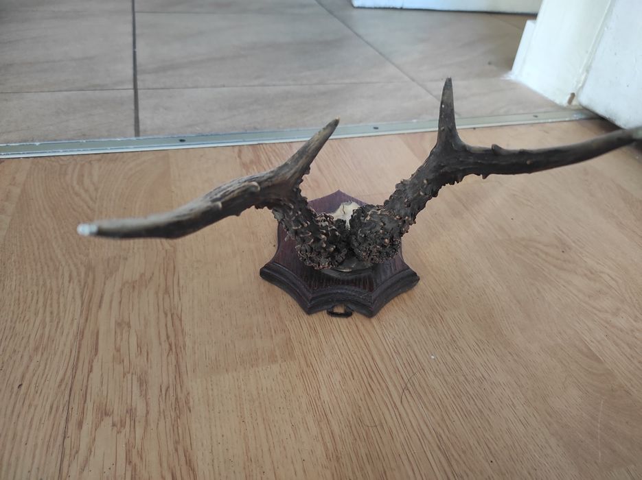 Poroże jelonka małe 1932r.