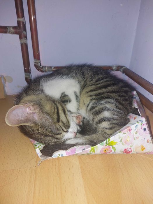 Oddam kotki w dobre ręce
