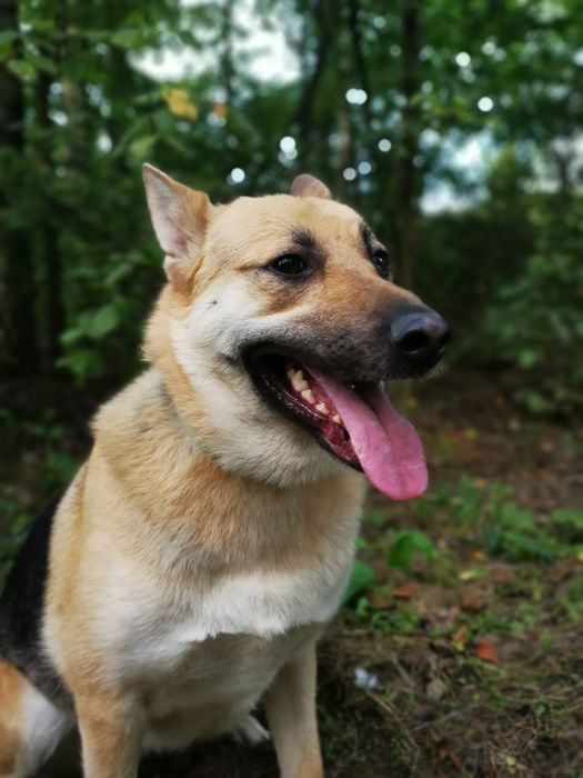 Róża - młoda suczka w typie owczarka niemieckiego szuka domu