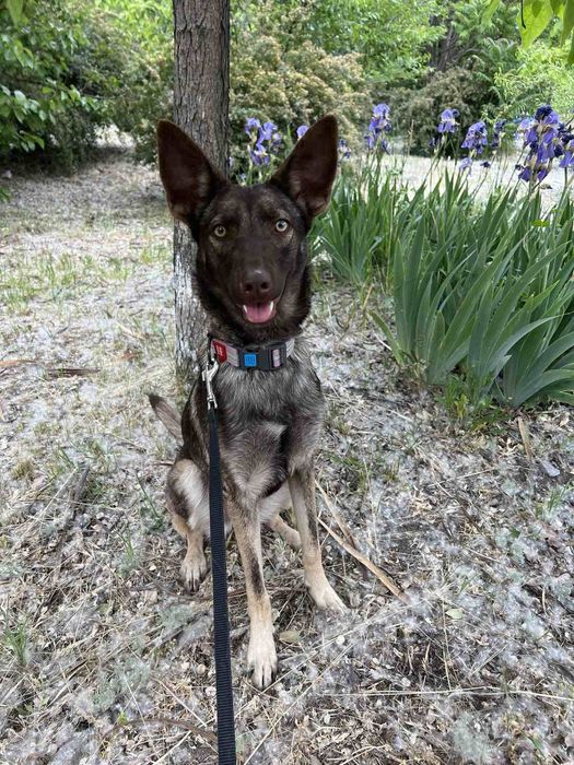 Отдам в хорошие руки