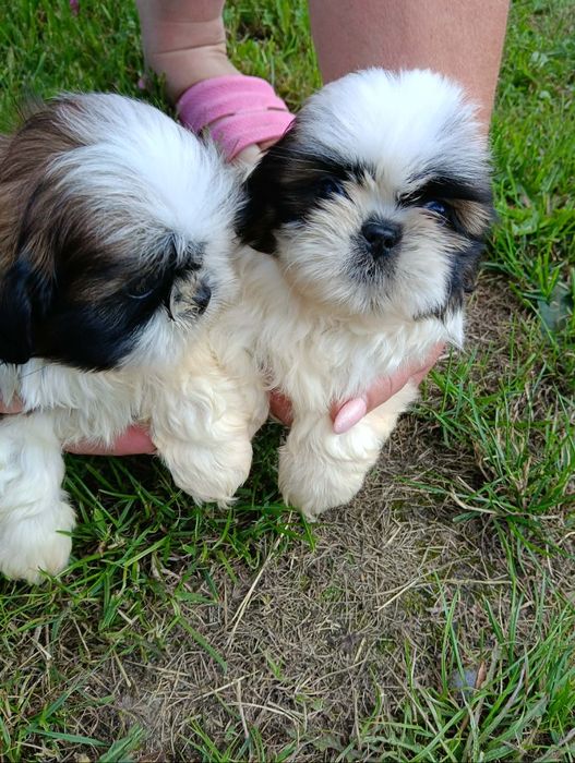 Sprzedam shihtzu