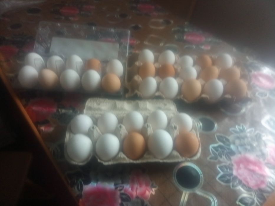 яйца  домашних кур