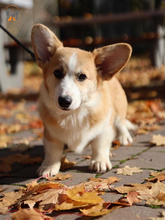 Welsh Corgi Pembroke - rodzice przebadani na chor. gen