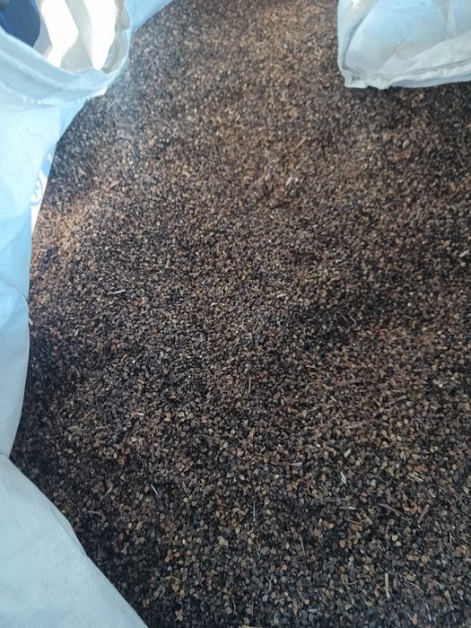 Gryka reczka do siewu