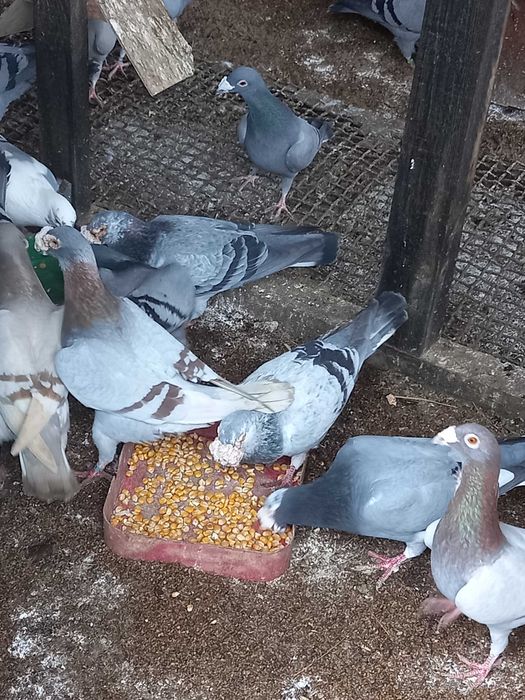 gołebie staropolskie