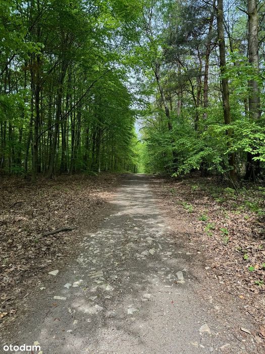 Dąbie Chrobakowe Gm Psary działka budowlana przy lesie Top lokalizacja