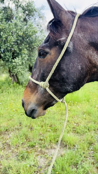 Troco cavalo por poldro