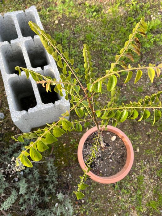 Murraya koenigii (Árvore-do-Caril)