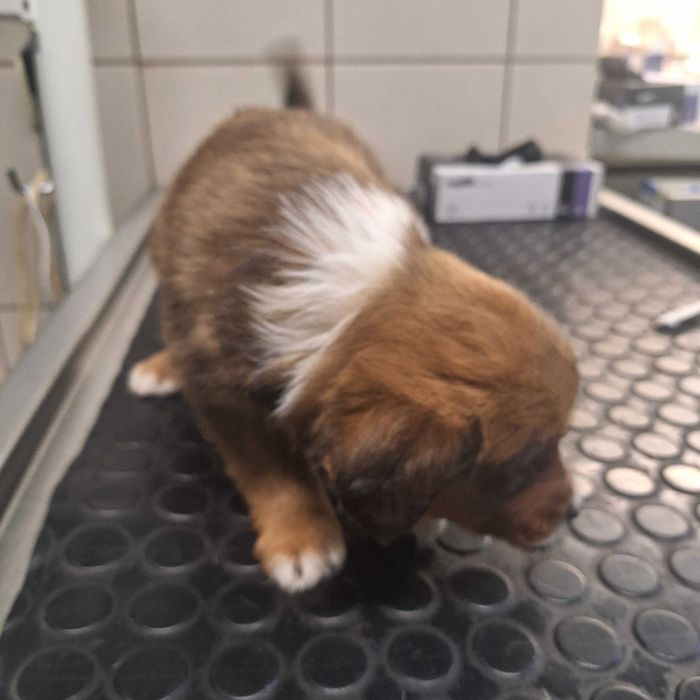 Szczeniaki - matka owczarek szkocki długowłosy collie